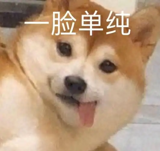 萌宠汪星人一脸单纯卖萌搞怪逗gif动图_动态图_表情包下载_soogif