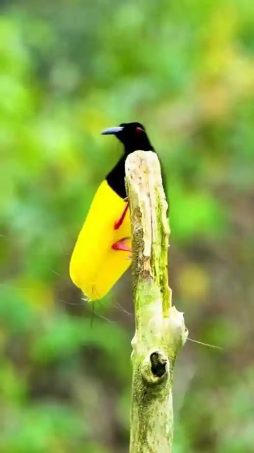 鸟界舞蹈领域扛把子,阿法六线风鸟的求偶舞,太可爱了