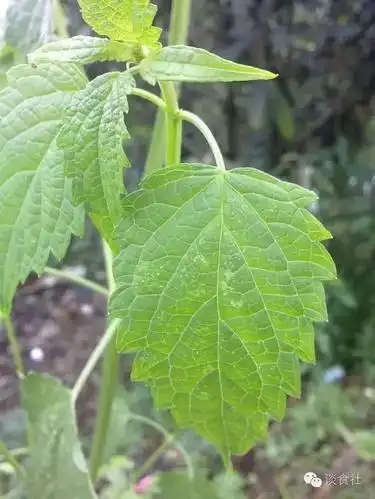 【药食同源的美味-藿香鲫鱼,不知道的来学学】