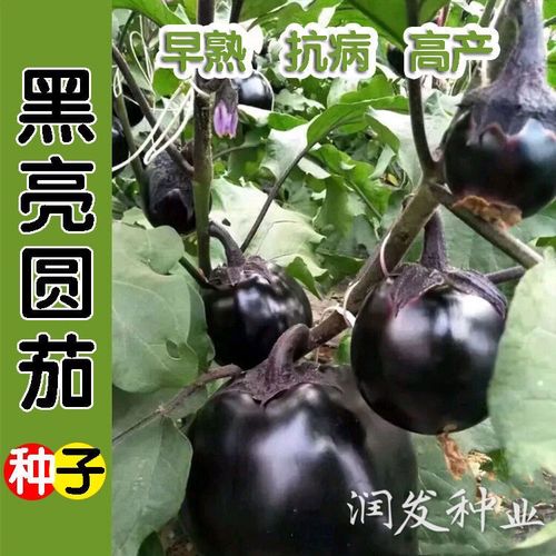 快圆茄种子 黑紫色茄子种子 早熟 大面积种植 蔬菜种子春播 高产