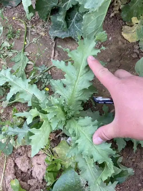 河南发布2022年度禁种罂粟通告非法种植罂粟超500株且不主动铲除将