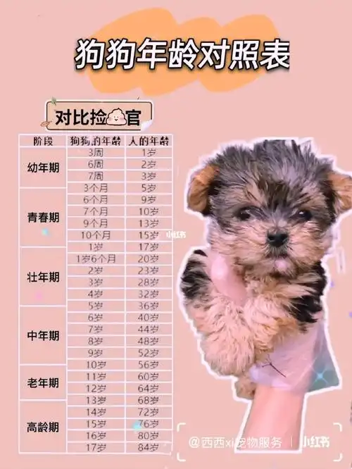 出生在1922年的属狗人,2020年的实际年龄属于98岁,虚岁的年龄属于99岁