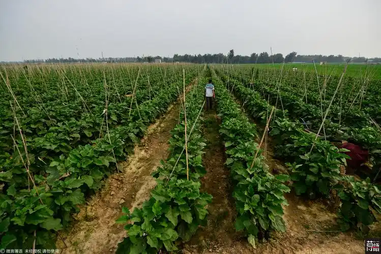 万斤茄子免费送遭疯抢一斤5分钱没人要