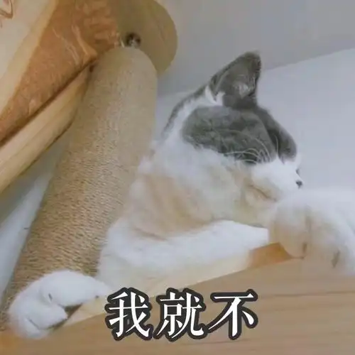 我就不一波猫咪表情吸猫之旅开启猫咪表情