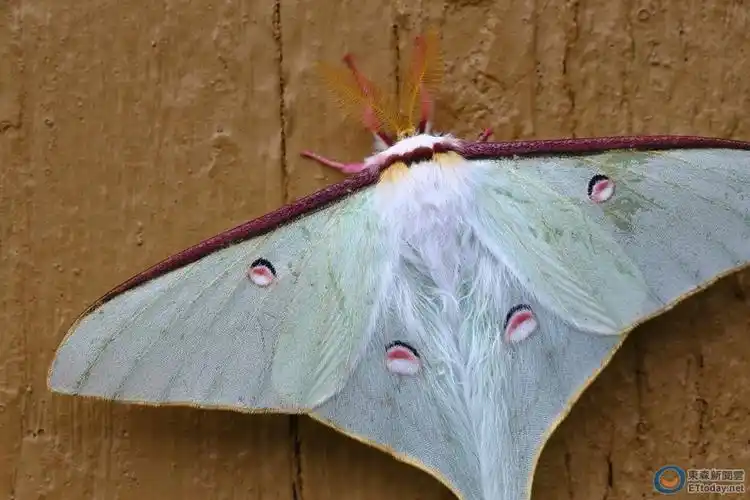 比tiffany绿还梦幻! 台湾限定「姬长尾水青蛾」曝光 | et fashion | e