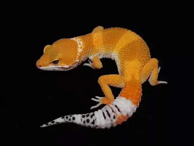 个体交流豹纹守宫