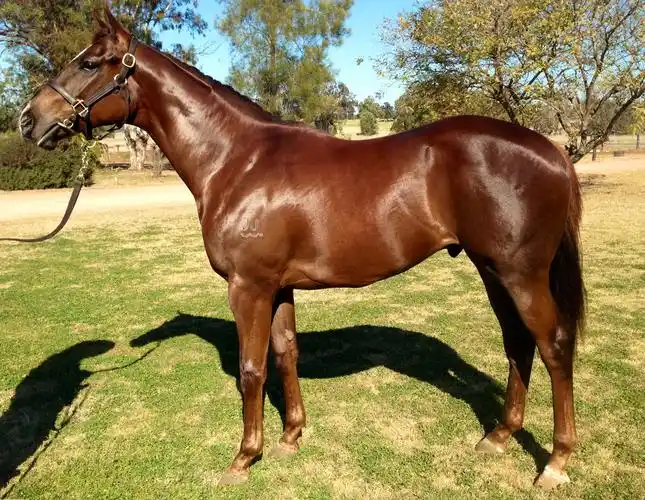 very good looking    colt, bred for macau racing.