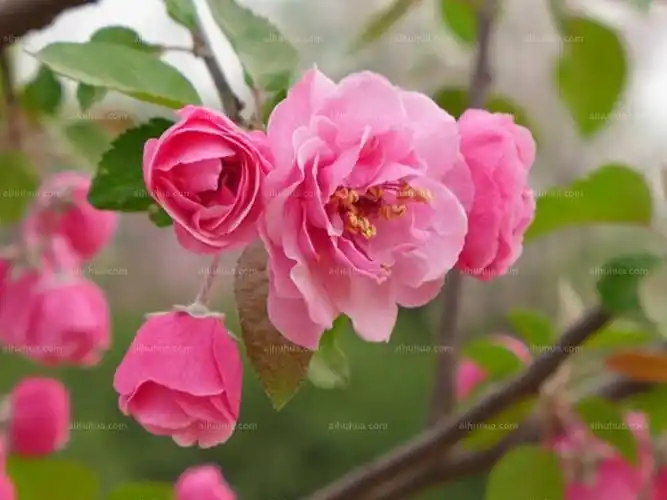 白兰地海棠图片