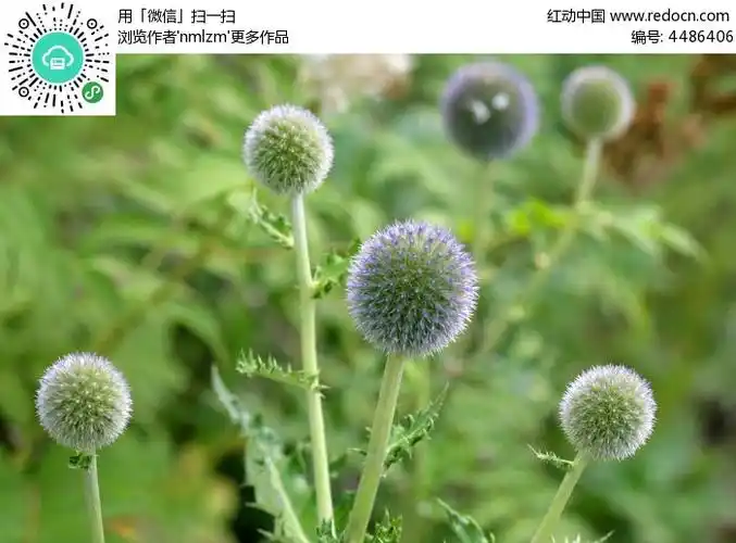 药用植物蓝刺头