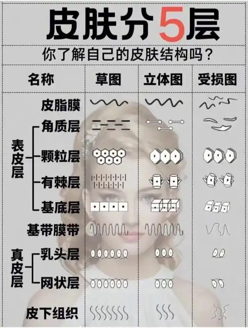 皮肤的五个层次