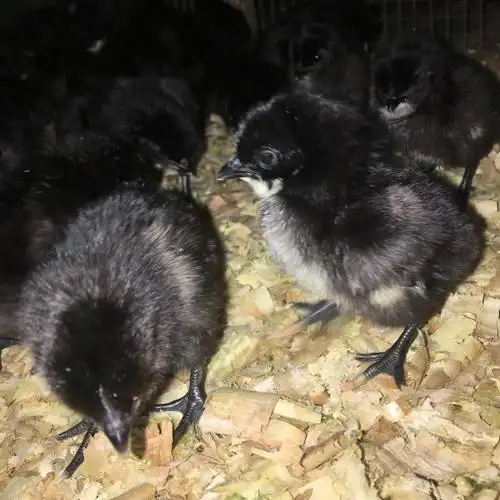 广东五黑鸡鸡苗 孵化场批发鸡苗 鸭苗 鹅苗 五黑鸡苗价格实惠