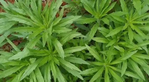 这种草就叫飞蓬草