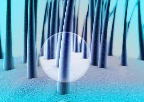 头发是从发根长,还是从发梢长?头发掉了,还会长出来吗?