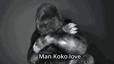 什么动物会说话?