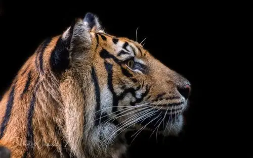 老虎的脸,黑色的背景 壁纸