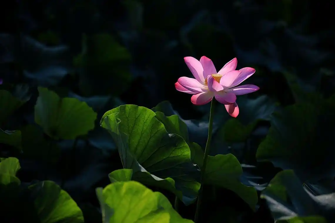 清晨雨露荷上景,中午阳光撒西湖满眼粉红悄佳丽,朵朵荷花君子红
