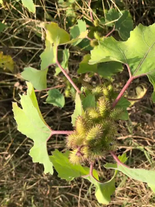 秋日暖阳许久未见的刺头它叫什么名字我都忘了