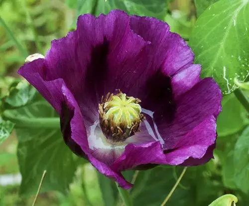 罂粟花图片 紫色罂粟花娇艳欲滴 不能触碰的美丽(3)
