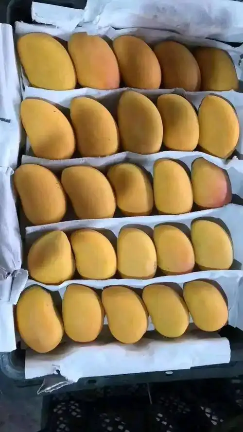 海南三亚小台农芒果带箱8斤9斤新鲜当季水果青芒批发.