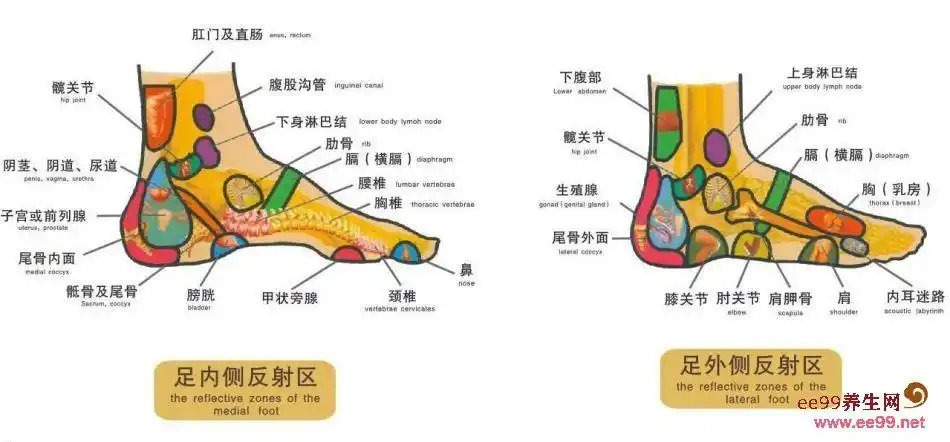 足部反射区高清图解足部按摩方法