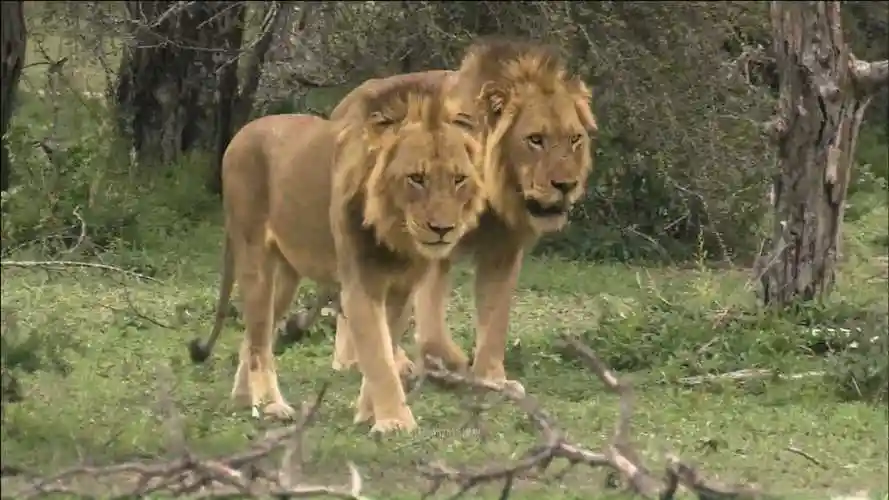 坏男孩联盟(五):六兄弟被迫流浪_腾讯视频