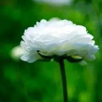 微信头像女花草类图片【点击鼠标右键下载】