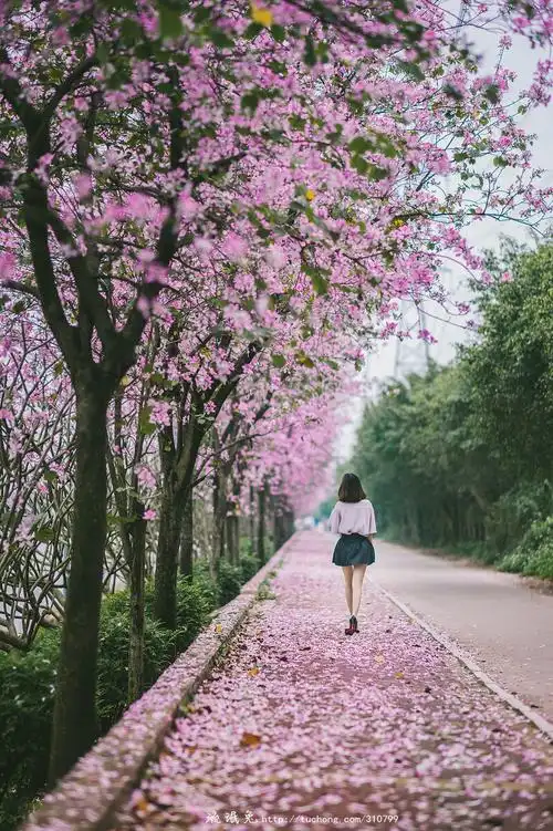 我遇到铺满一地的花瓣小路,却没遇到你,所以我只能一个人往前走