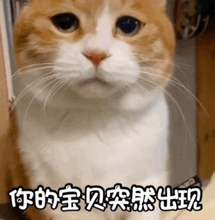 萌宠喵星人你的宝贝突然出现我来啦呆萌机灵gif动图_动态图_表情包