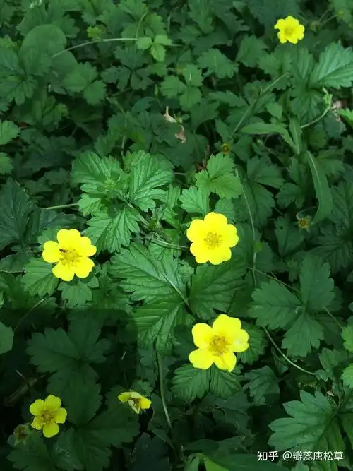 大庆野地植物81三叶委陵菜
