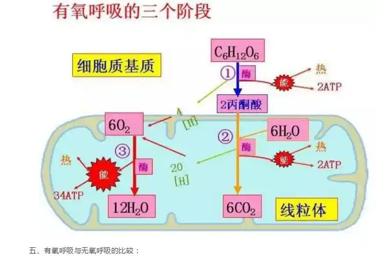 2co2 少量能量三,无氧呼吸的总反应式:c6h12o6   6o2——>6co2   6h2o