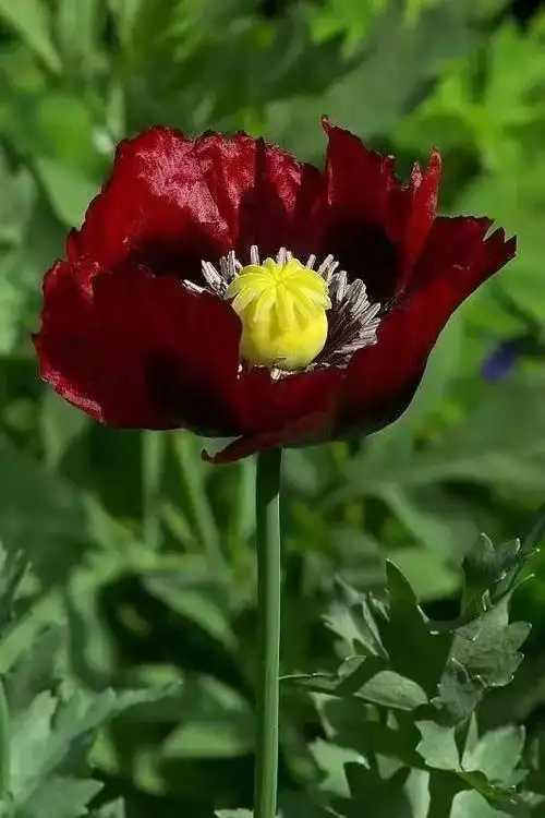 罂粟花图片 罂栗花图片集-伙伴百科