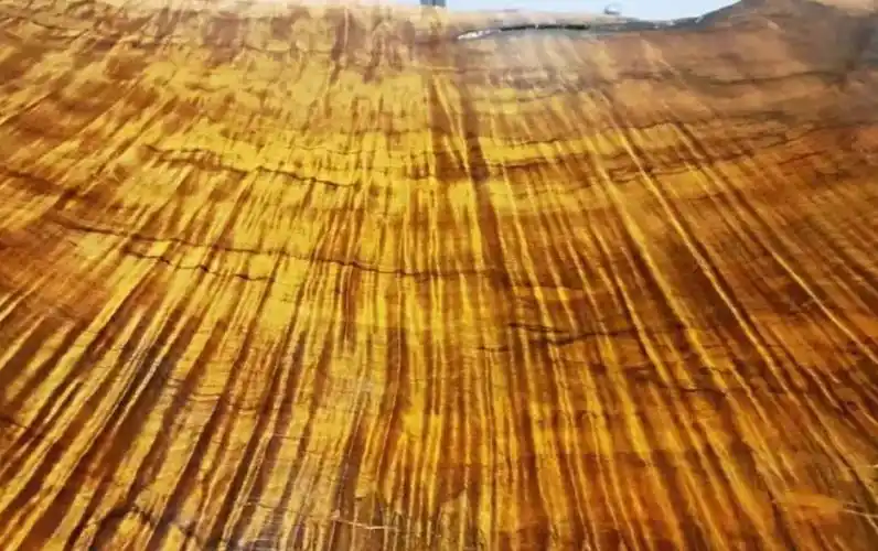 金丝楠木原木价格(一棵树值2) - 价格百科