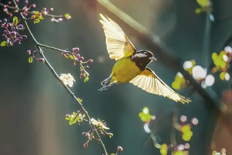 鸟语花香春天美