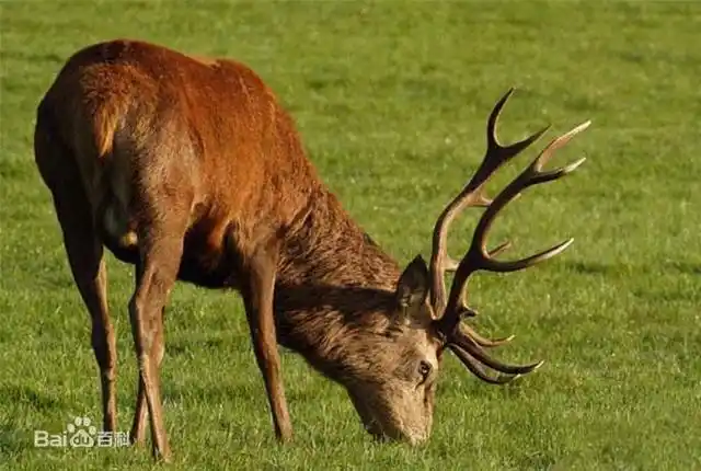 西非马鹿可以说是马鹿的指名亚种,体长为160—250厘米,尾长12—15厘米