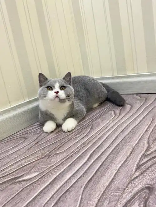 毛还这么短,品质非常好,喜欢私#英短蓝白  #英短  #英短蓝猫  #英短猫