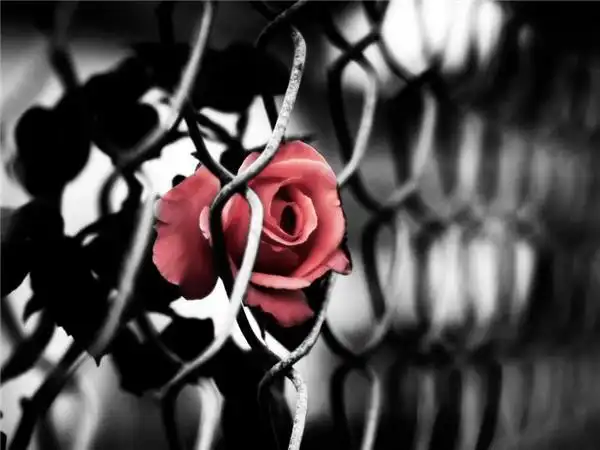 非主流唯美意境黑白图片高清