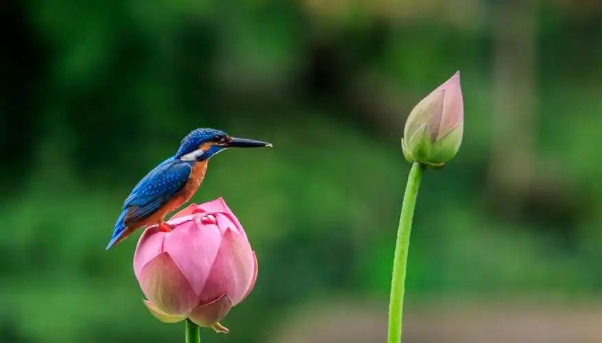 摄影 荷花塘里的翠鸟 写美篇中文学名: 翠鸟 别称: 鱼虎,鱼狗,钓鱼翁