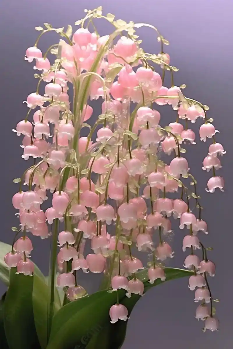 铃兰花美,美丽人生.铃兰花语,诉说生命的意义;美丽人生,诠释 - 抖音