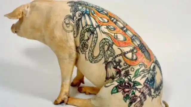 网友:这是社会猪?