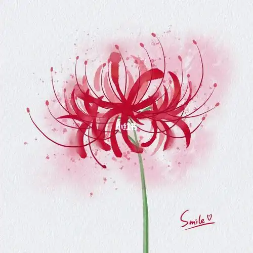 水彩植物彼岸花手绘插画