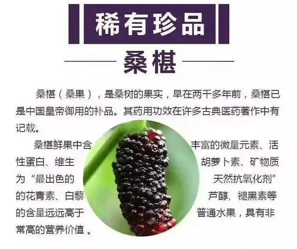 三种人不宜吃桑葚干,吃桑葚干前需知这些!_原浆_食用_身体