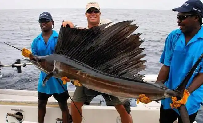 旗鱼和剑鱼有什么区别谁是海洋中的小霸王