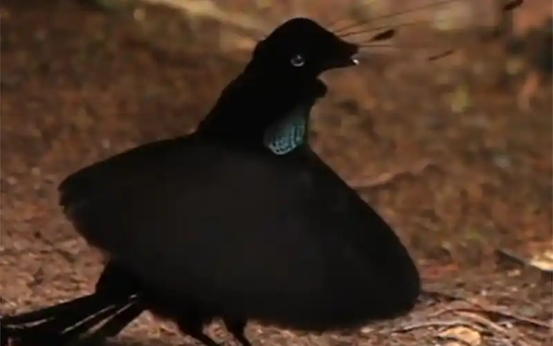 阿法六线极乐鸟:又名阿尔法六线风鸟,头顶六根小呆毛,雄鸟穿着黑色小