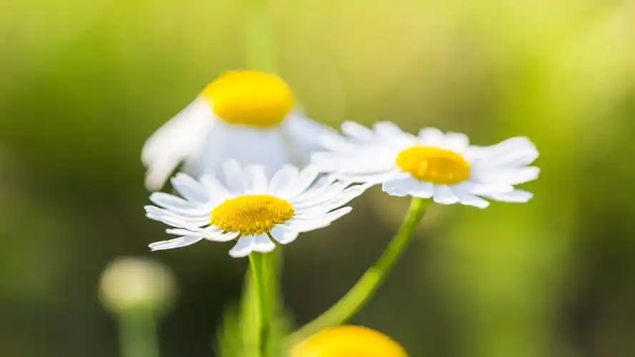 绿色护眼清新风景壁纸_唯美好看风景壁纸