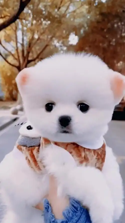 呆萌可爱的茶杯犬,你喜欢吗