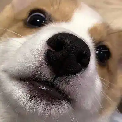 好看的狗狗微信头像,又萌又可爱最适合爱狗狗的你_头像_狗狗_微信