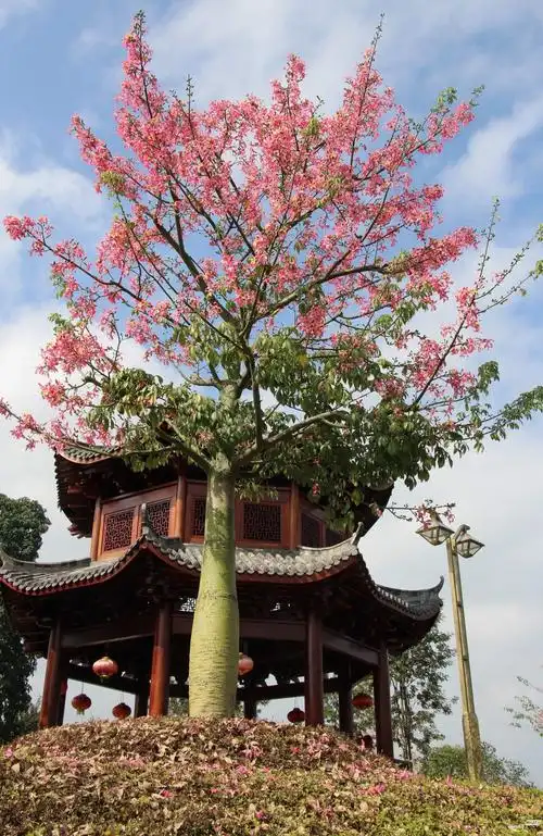 梅城的异化木棉树开花也漂亮 - 第2页 - 户外旅游 梅州时空
