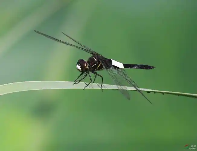 大蜻蜓