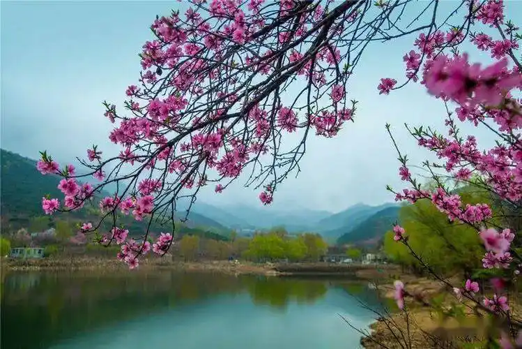 春上泰山桃花艳青峰耸翠溪水流