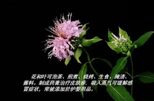 薄荷的花语和传说